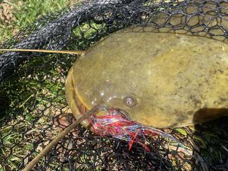 pêche mouche brochet