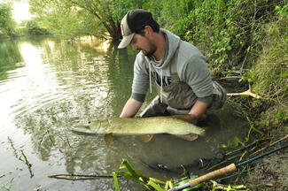 pêche brochet été