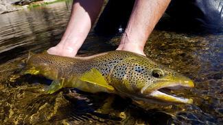 pêche truite tresse