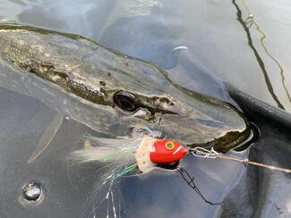 pêche brochet Irlande