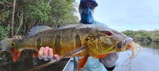 pêche rio negro