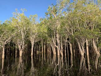 pêche rio negro