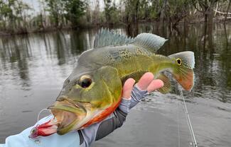 pêche rio negro