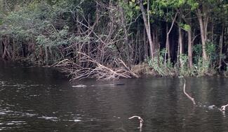 pêche rio negro