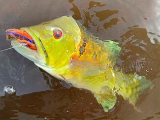 pêche rio negro