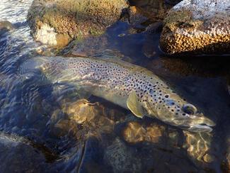 pêche vallée du Drac