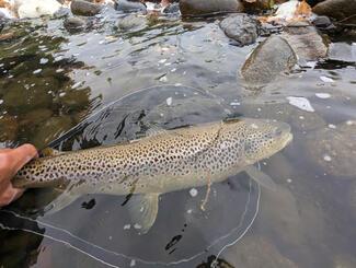 pêche grosse truite