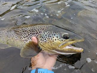 pêche grosse truite