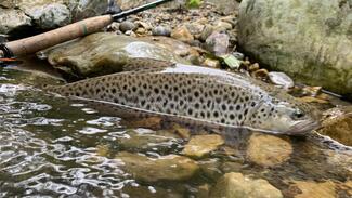 pêche mouche Asturies