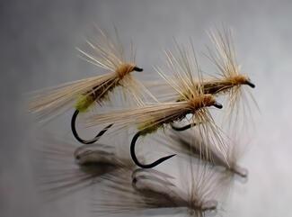 SEDGE AVELLANADO