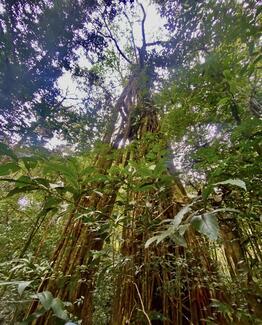 Mar Y Bosques