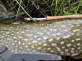 pêche brochet Suède