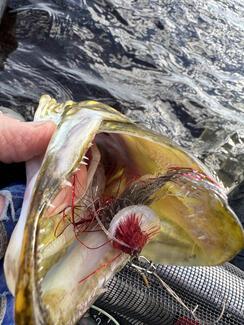 pêche brochet cercle polaire