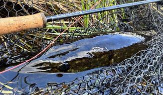 pêche brochet cercle polaire