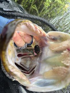 pêche brochet cercle polaire
