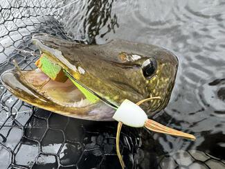 pêche brochet cercle polaire