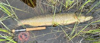 pêche brochet cercle polaire