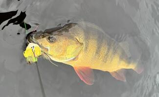 pêche brochet cercle polaire
