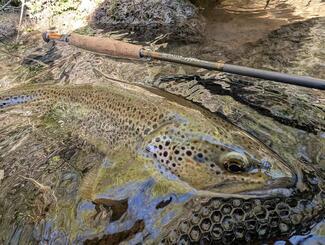 Native Fly Fishing