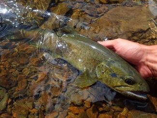 pêche truite Espagne