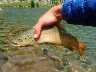 pêche truite Espagne