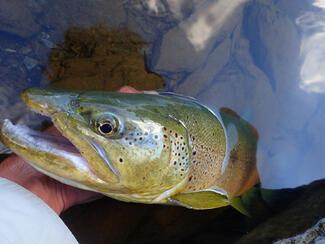 pêche truite Espagne