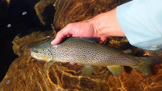 pêche truite Espagne