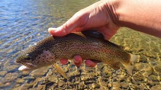 pêche truite Espagne