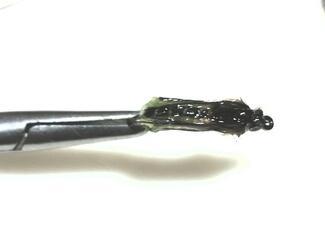 Pupe de Trichoptère