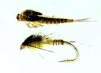 nymphe de baetis