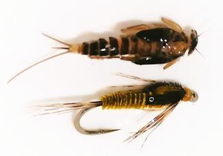 nymphe de rhithrogena