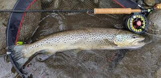 pêche des grosses truites