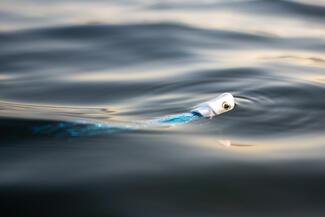 pêche black bass Portugal