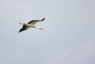 pêche black bass Portugal