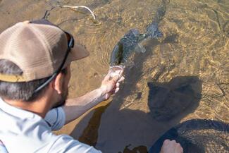 pêche black bass Portugal