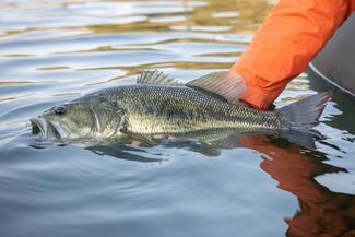 pêche black bass Portugal