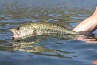 pêche black bass Portugal