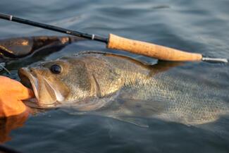 pêche black bass Portugal
