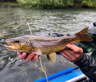 pêche truite Patagonie