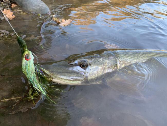 La perche à la mouche en été - Peche et Poissons  Carnassiers, carpe,  truite, mer, coup… Toute l'actu de la pêche