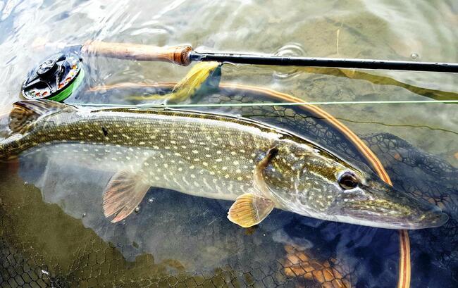 Brochet à la mouche : comment choisir sa canne ?