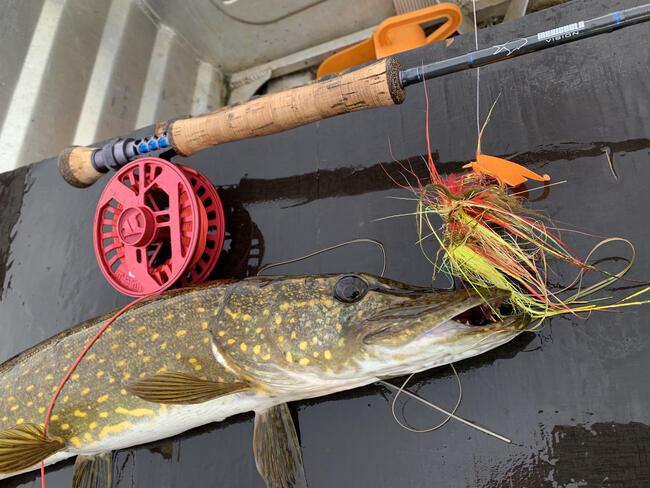 Bien débuter la pêche du brochet à la mouche