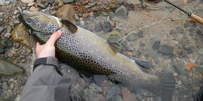 pêche grosse truite